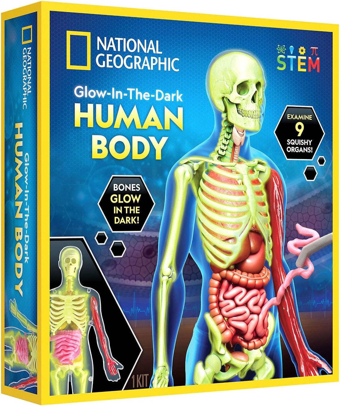 National Geographic Glow In The Dark Human Body