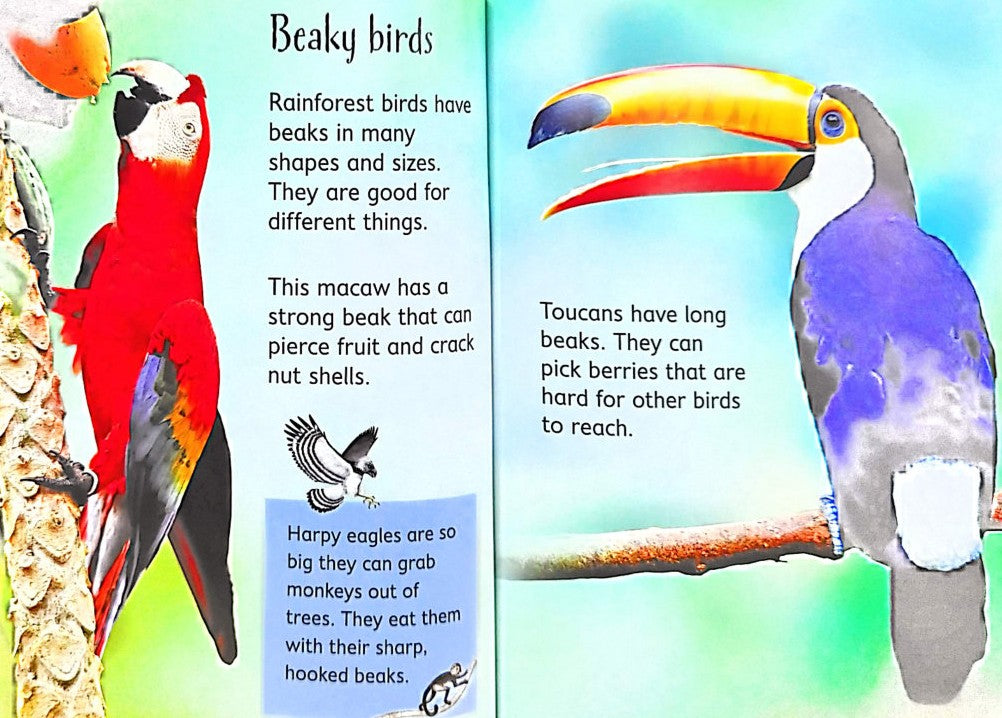 Usborne Beginners: Rainforests (Hardback)