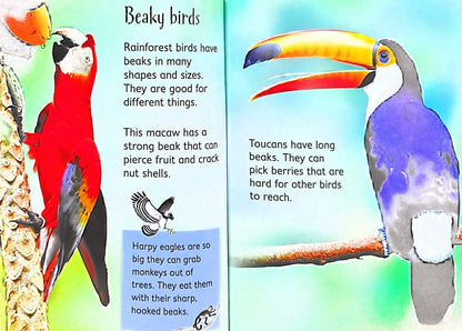 Usborne Beginners: Rainforests (Hardback)