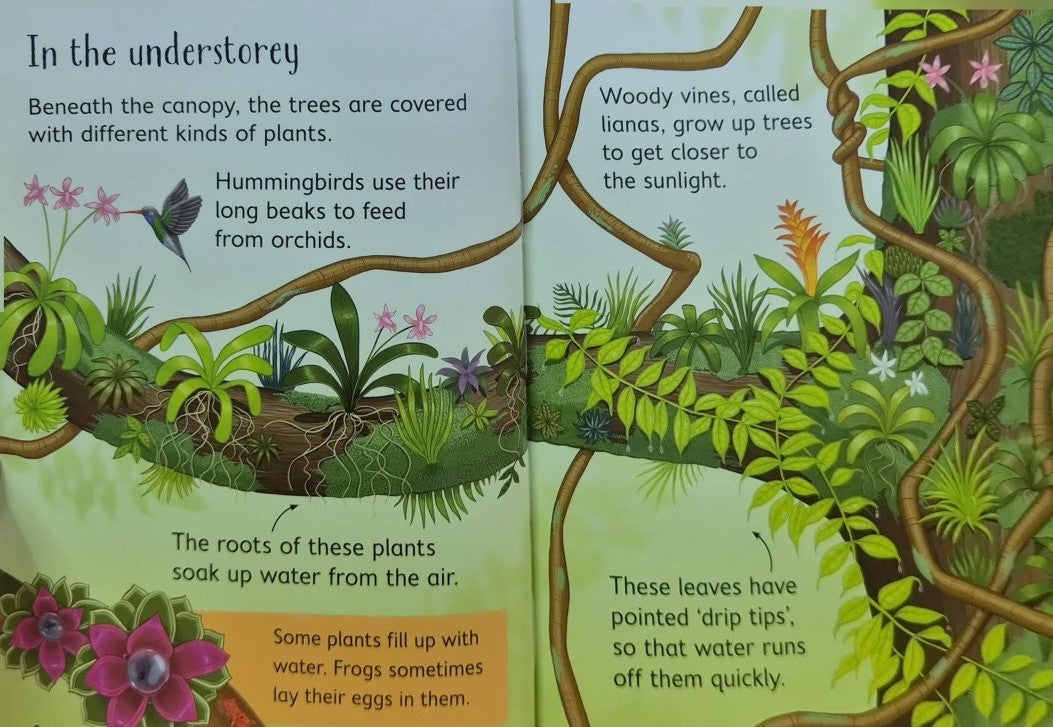 Usborne Beginners: Rainforests (Hardback)