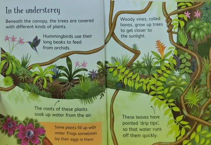 Usborne Beginners: Rainforests (Hardback)