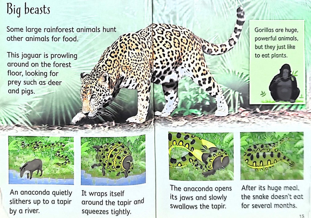 Usborne Beginners: Rainforests (Hardback)