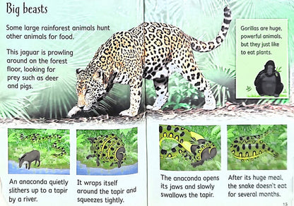 Usborne Beginners: Rainforests (Hardback)