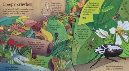 Look Inside the Jungle (Hardback)