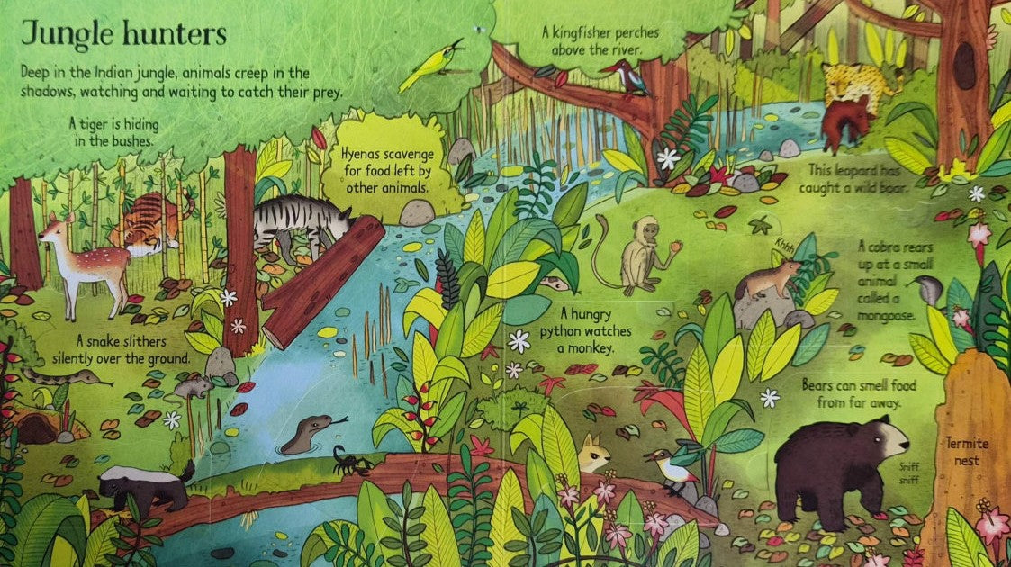 Look Inside the Jungle (Hardback)