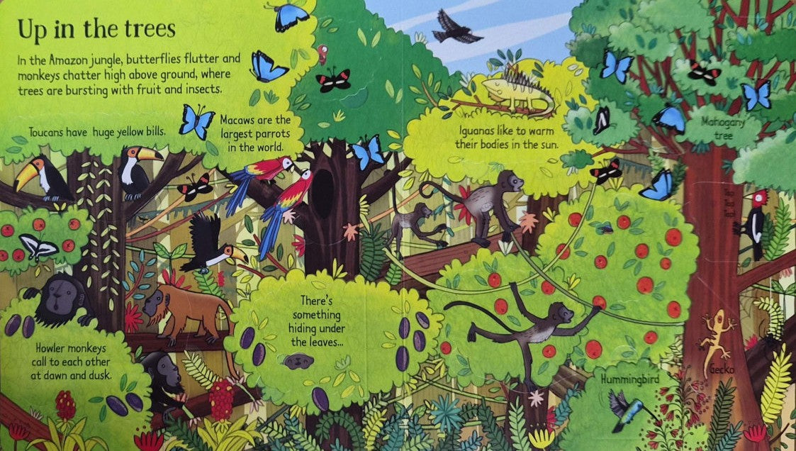 Look Inside the Jungle (Hardback)
