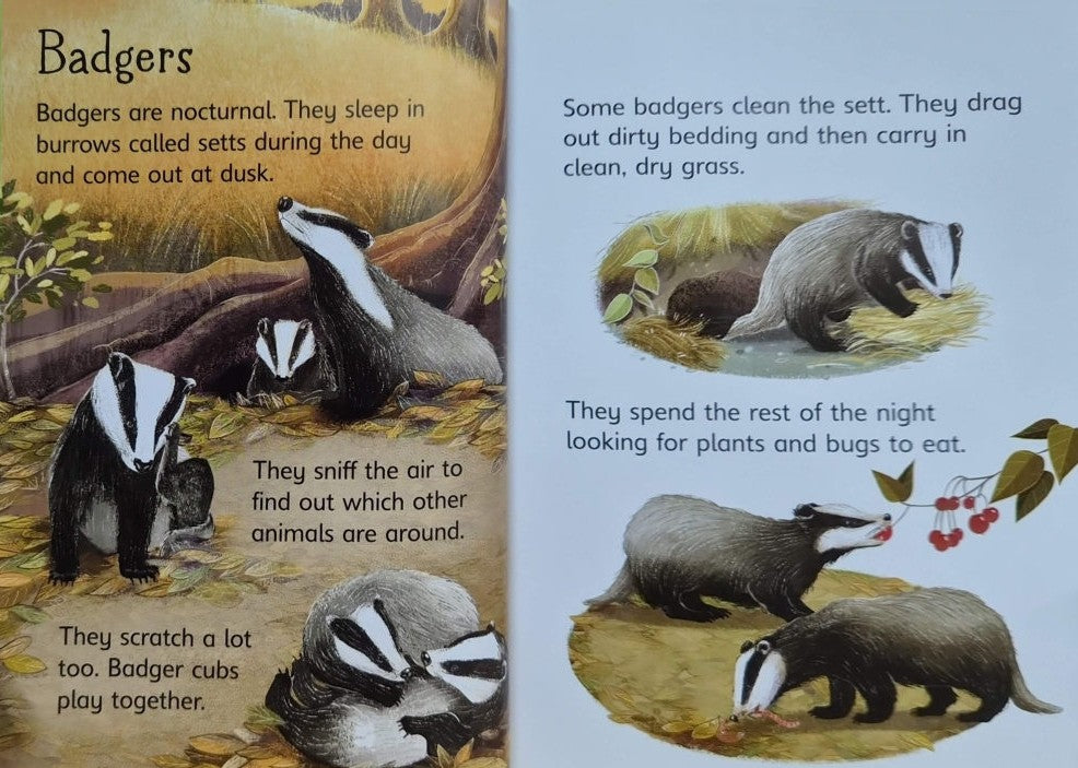 Usborne Beginners: Night and Day (Hardback)