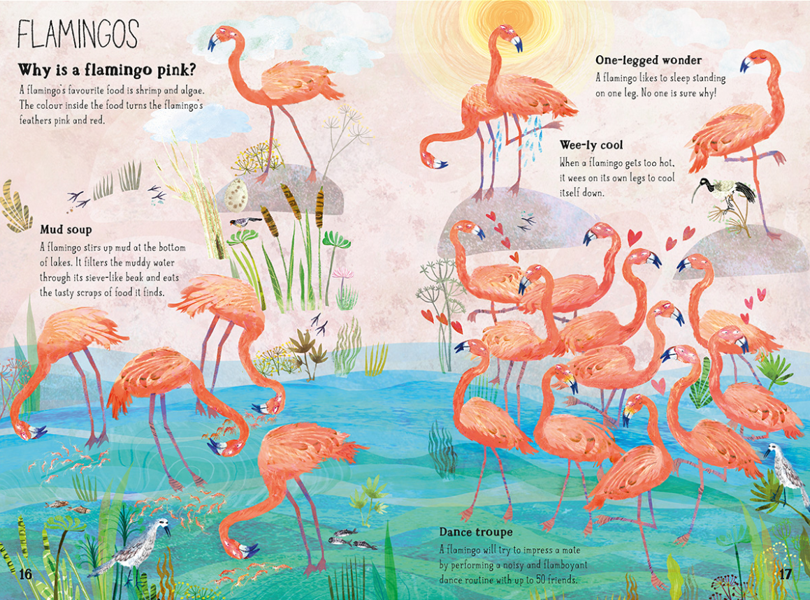 The Big Book Of Birds (Hardback)